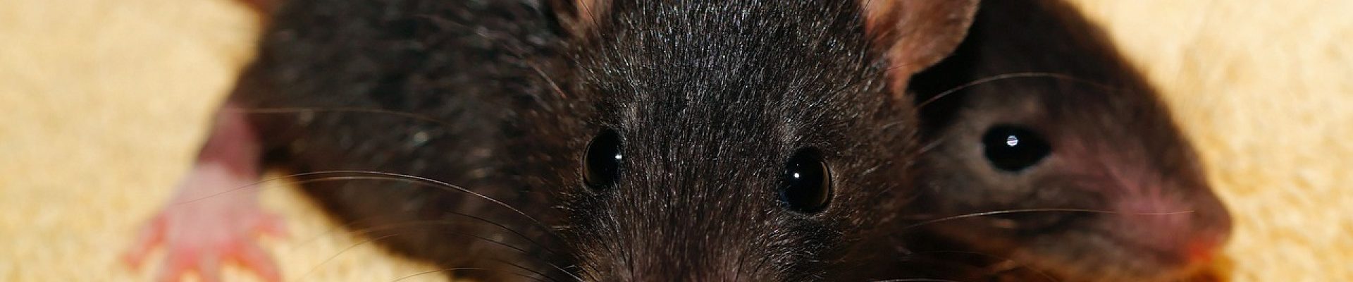 Se débarrasser des rats grâce à l' intervention d'un professionnel...