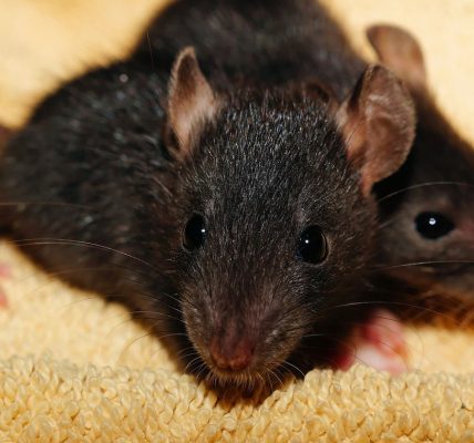 Se débarrasser des rats grâce à l' intervention d'un professionnel...