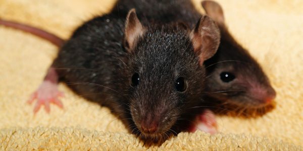 Se débarrasser des rats grâce à l' intervention d'un professionnel...